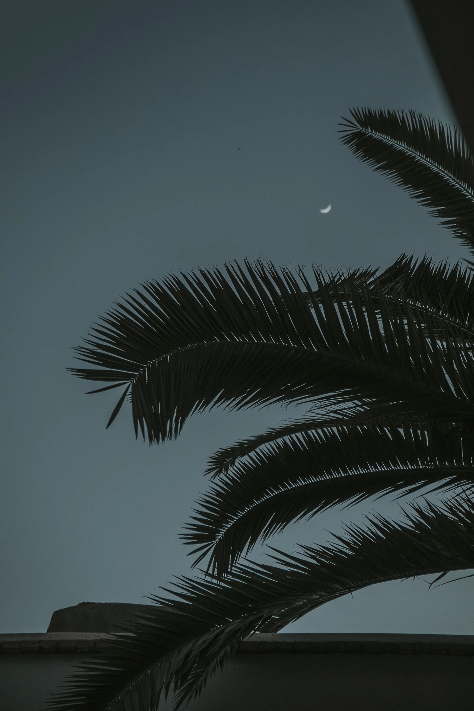 A crescent moon between palm fronds in the night sky above the rooftop of Dar Zelda